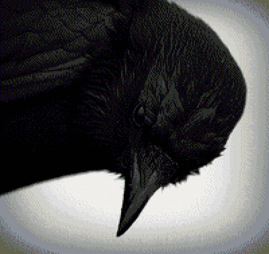 Ворон3 - ворон, вороны - предпросмотр