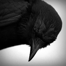 Схема вышивки «Ворон3»