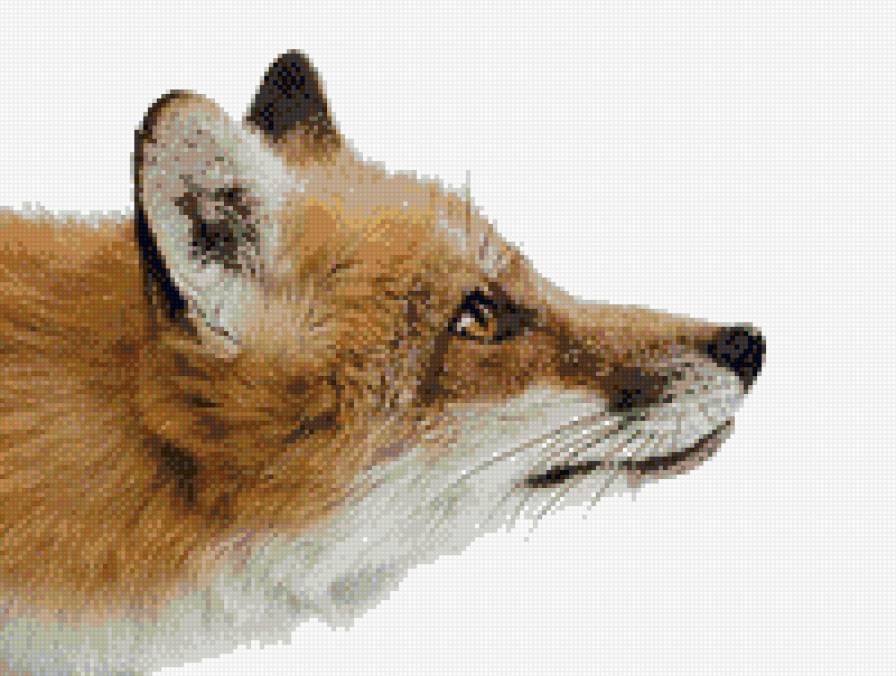 Лиса - лиса, лис, лисы - предпросмотр