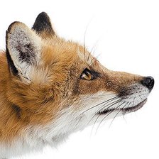 Схема вышивки «Лиса»