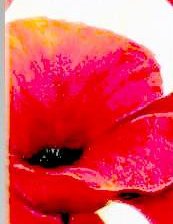 Схема вышивки «Маки триптих (часть 2)»