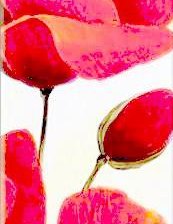 Схема вышивки «Маки триптих (часть 3)»