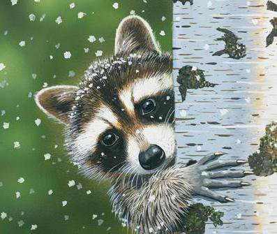 енотик - енот - оригинал