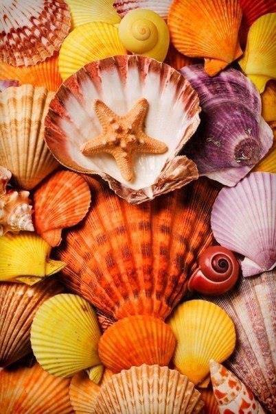 Ракушки - море, ракушки, отпуск - оригинал