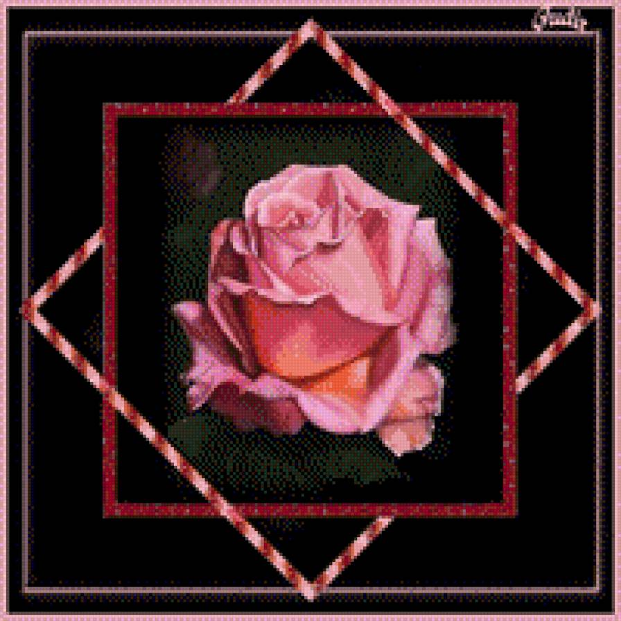 роза на черном - цветы, розы - предпросмотр