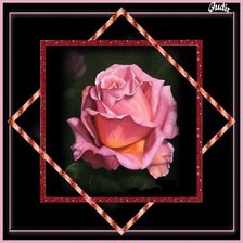 роза на черном