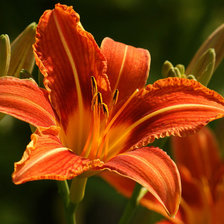 Схема вышивки «лилия»