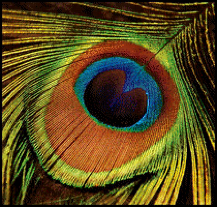 Перо павлина - павлин, перо - предпросмотр