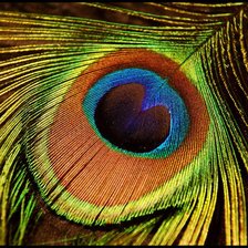 Схема вышивки «Перо павлина»