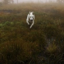 Схема вышивки «Волк»