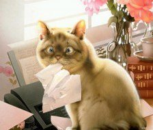 Схема вышивки «Шкодливый кот»