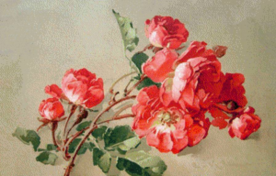 Нежные розы - розы, цветы - предпросмотр