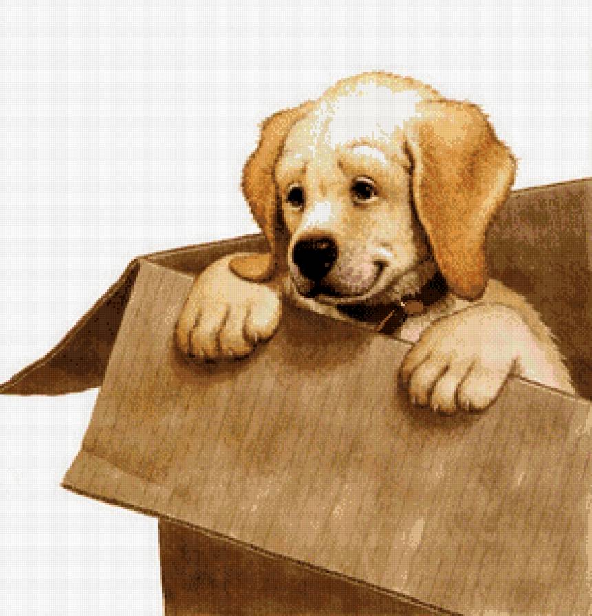 подарок - собаки - предпросмотр