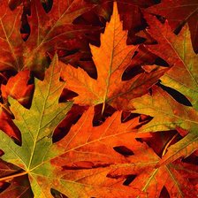 Схема вышивки «осень»