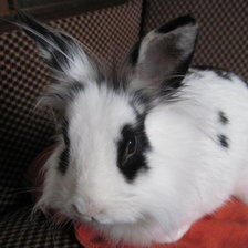 Схема вышивки «Крольчу»