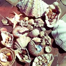 Схема вышивки «Ракушки»