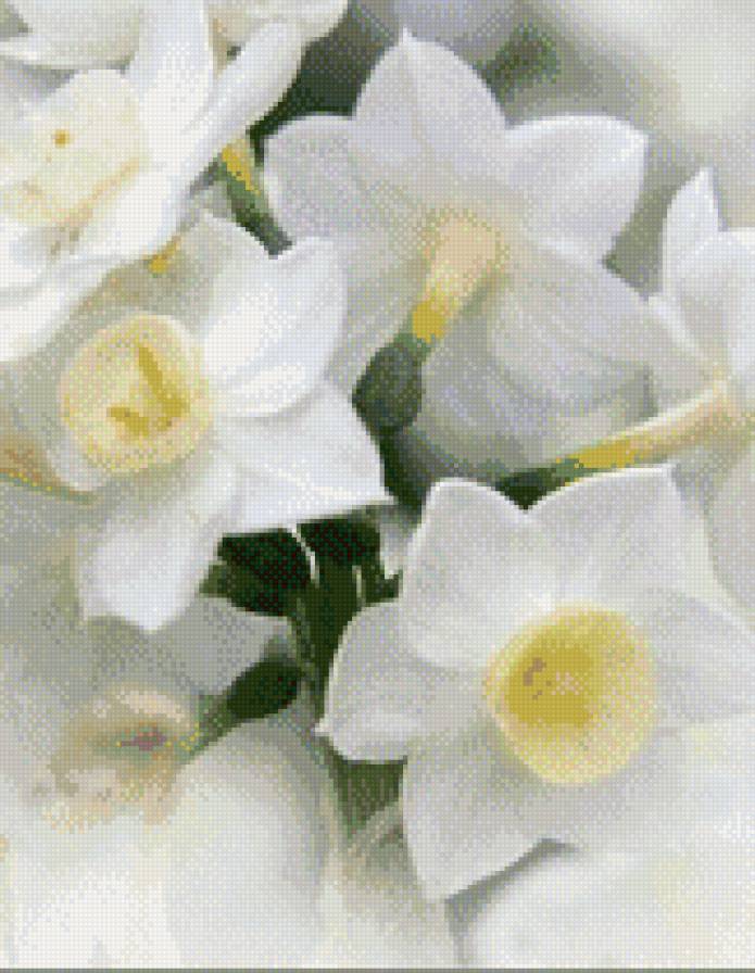 Нарциссы - нарциссы, цветы - предпросмотр