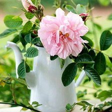 Схема вышивки «Шиповник»