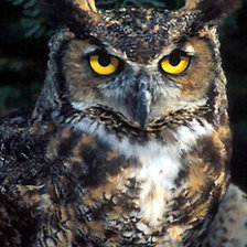 Схема вышивки «№446818»