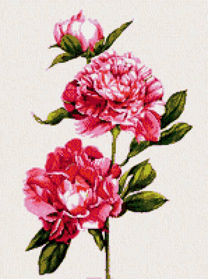 Пионы (PICTTA) - пионы, цветы, акварель, розы, картина - предпросмотр