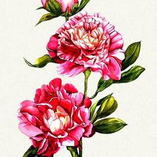 Схема вышивки «Пионы (PICTTA)»