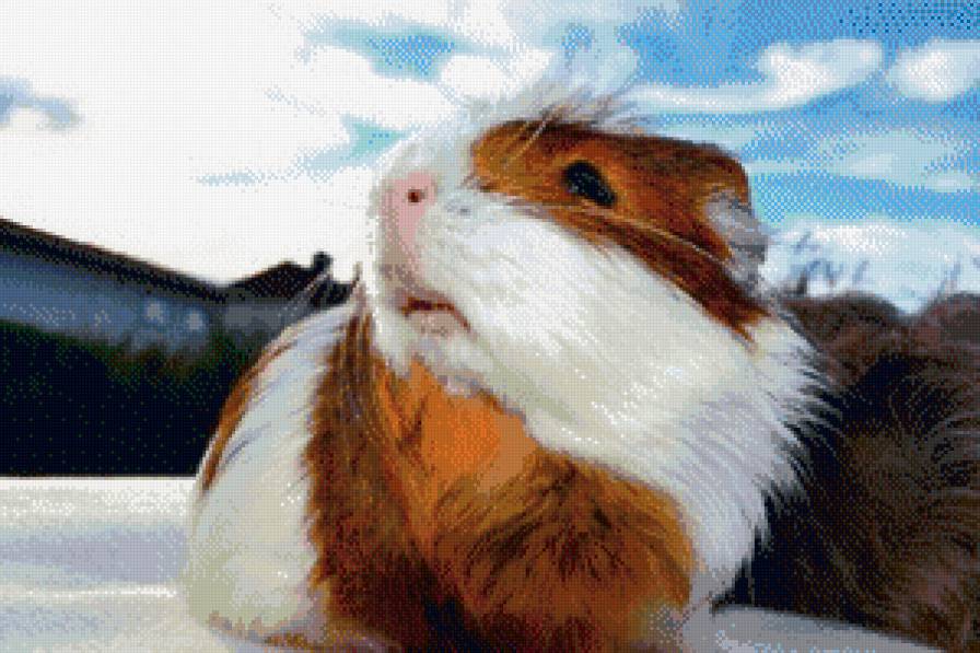 свинка - животные, небо, природа, свинка - предпросмотр