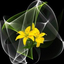 желтые лилии