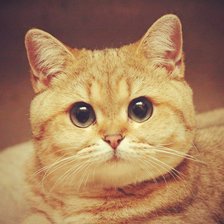 Схема вышивки «№447089»