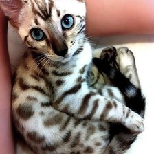 Схема вышивки «Бенгальский котенок»