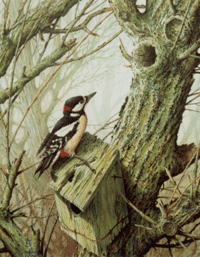 дятел - птицы, дятел, скворечник - предпросмотр