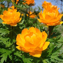 Схема вышивки «серия "цветы"»