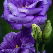 Схема вышивки «серия "цветы"»