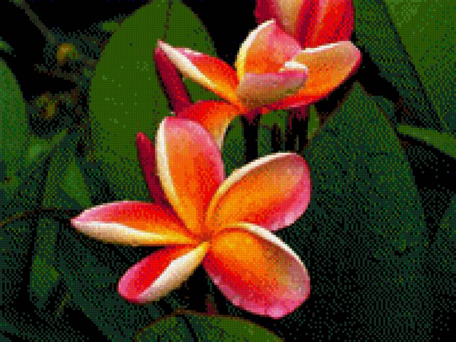 плюмерия - предпросмотр