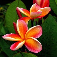 плюмерия