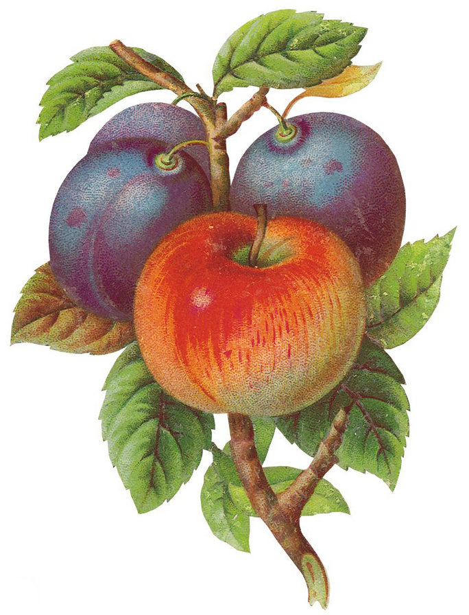 №447568 - фрукты - оригинал