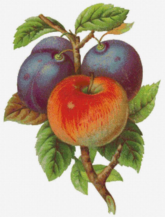 №447568 - фрукты - предпросмотр