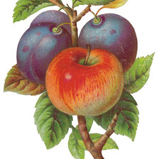 Схема вышивки «№447568»