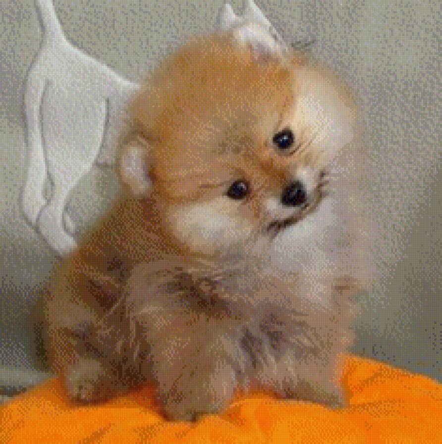 Шпиц - предпросмотр