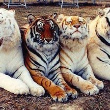 Схема вышивки «семейка»