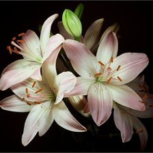 Схема вышивки «лилия»