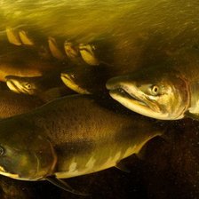 Схема вышивки «Горбуша»