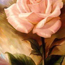 Нежная роза