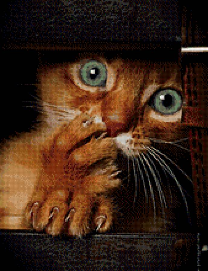 котейка - предпросмотр