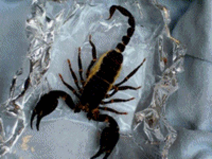 скорпион - природа, скорпион - предпросмотр