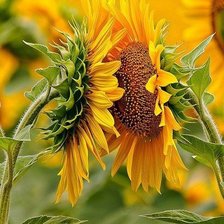 Схема вышивки «подсолнухи»