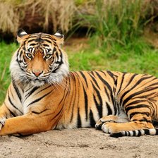 Схема вышивки «тигр»