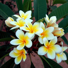 белая плюмерия