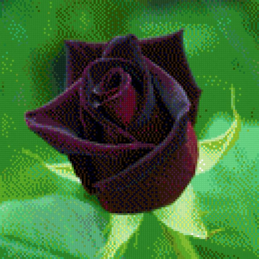 черная роза - предпросмотр