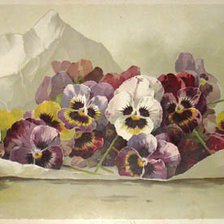 Схема вышивки «Анютины глазки»