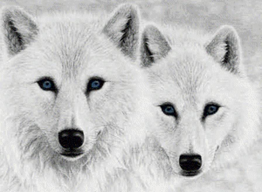 Верность - белые волки - предпросмотр